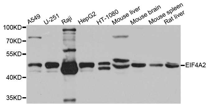 EIF4A2 Antibody - Western blot analysis of extracts of various cells.