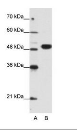 EIF4A2 Antibody - A: Marker, B: Jurkat Cell Lysate.  This image was taken for the unconjugated form of this product. Other forms have not been tested.