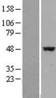 EIF4A2 Protein - Western validation with an anti-DDK antibody * L: Control HEK293 lysate R: Over-expression lysate