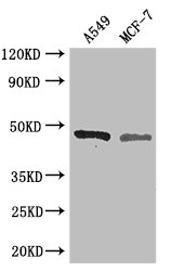 EIF4A3 Antibody - Positive WB detected in:A549 whole cell lysate,MCF-7 whole cell lysate;All lanes: EIF4A3 antibody at 3ug/ml;Secondary;Goat polyclonal to rabbit IgG at 1/50000 dilution;Predicted band size: 47 kDa;Observed band size: 47 kDa;
