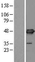 EIF4A3 Protein - Western validation with an anti-DDK antibody * L: Control HEK293 lysate R: Over-expression lysate