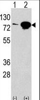 EIF4B Antibody - Western blot of anti-EIF4B Antibody antibody in 293 cell line lysates transiently transfected with the EIF4B gene (2 ug/lane). EIF4B(arrow) was detected using the purified antibody.
