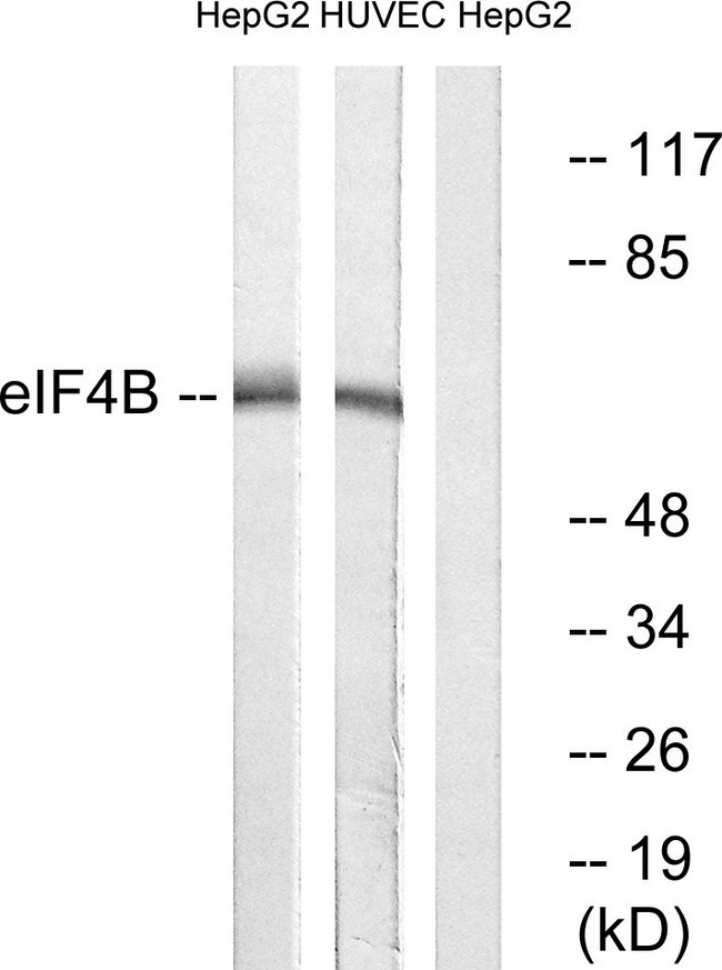EIF4B Antibody - Western blot analysis of lysates from HepG2 and HUVEC cells, using eIF4B Antibody. The lane on the right is blocked with the synthesized peptide.