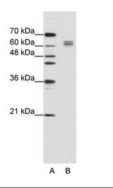 EIF4B Antibody - A: Marker, B: Jurkat Cell Lysate.  This image was taken for the unconjugated form of this product. Other forms have not been tested.