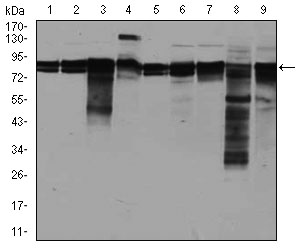 EIF4B Antibody - Western blot using EIF4B mouse monoclonal antibody against A549 (1), A431 (2), HepG2 (3), HEK293 (4), HeLa (5), Jurkat (6), K562 (7), NIH3T3 (8), and MCF-7 (9) cell lysate.