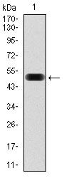 EIF4B Antibody - eIF4B Antibody in Western Blot (WB)