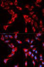 EIF4B Antibody - Immunofluorescence analysis of U20S cells.