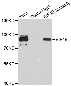 EIF4B Antibody - Immunoprecipitation analysis of 200ug extracts of 293T cells.