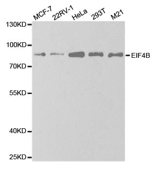 EIF4B Antibody - Western blot analysis of extracts of various cell lines, using EIF4B antibody at 1:1000 dilution. The secondary antibody used was an HRP Goat Anti-Rabbit IgG (H+L) at 1:10000 dilution. Lysates were loaded 25ug per lane and 3% nonfat dry milk in TBST was used for blocking. An ECL Kit was used for detection and the exposure time was 40s.