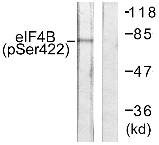 EIF4B Antibody - Western blot analysis of lysates from NIH/3T3 cells, using eIF4B (Phospho-Ser422) Antibody. The lane on the right is blocked with the phospho peptide.