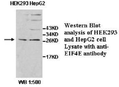 EIF4E Antibody