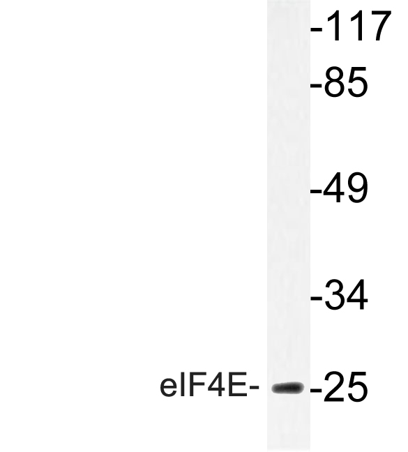 EIF4E Antibody - Western blot of eIF4E (R215) pAb in extracts from NIH/3T3 cells.