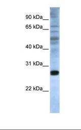 EIF4E Antibody - Fetal brain lysate. Antibody concentration: 1.0 ug/ml. Gel concentration: 12%.  This image was taken for the unconjugated form of this product. Other forms have not been tested.