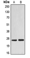 EIF4E Antibody - Western blot analysis of EIF4E expression in HEK293T (A); NIH3T3 (B) whole cell lysates.