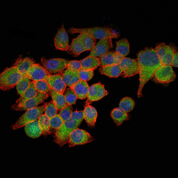 EIF4E Antibody - Immunofluorescence of GC-7901 cells using EIF4E mouse monoclonal antibody (green). Blue: DRAQ5 fluorescent DNA dye. Red: Actin filaments have been labeled with Alexa Fluor-555 phalloidin.