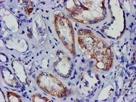 EIF4E Antibody - IHC of paraffin-embedded Human Kidney tissue using anti-EIF4E mouse monoclonal antibody.
