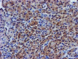EIF4E Antibody - IHC of paraffin-embedded Human pancreas tissue using anti-EIF4E mouse monoclonal antibody.