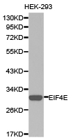 EIF4E Antibody - Western blot of extracts of HEK-293 cell lines, using EIF4E antibody.