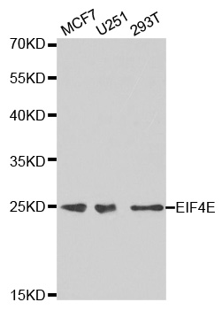 EIF4E Antibody - Western blot analysis of extracts of various cell lines.