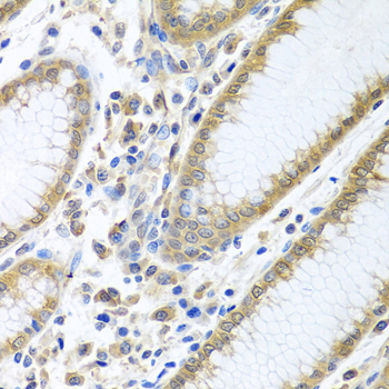 EIF4E Antibody - Immunohistochemistry of paraffin-embedded human stomach tissue.
