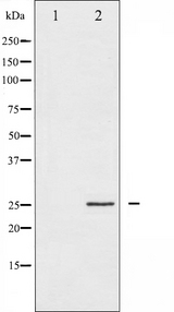 EIF4E Antibody - Western blot analysis of eIF4E expression in FBS treated NIH-3T3 whole cells lysates. The lane on the left is treated with the antigen-specific peptide.