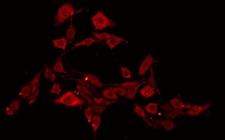 EIF4E Antibody - Staining NIH-3T3 cells by IF/ICC. The samples were fixed with PFA and permeabilized in 0.1% Triton X-100, then blocked in 10% serum for 45 min at 25°C. The primary antibody was diluted at 1:200 and incubated with the sample for 1 hour at 37°C. An Alexa Fluor 594 conjugated goat anti-rabbit IgG (H+L) Ab, diluted at 1/600, was used as the secondary antibody.