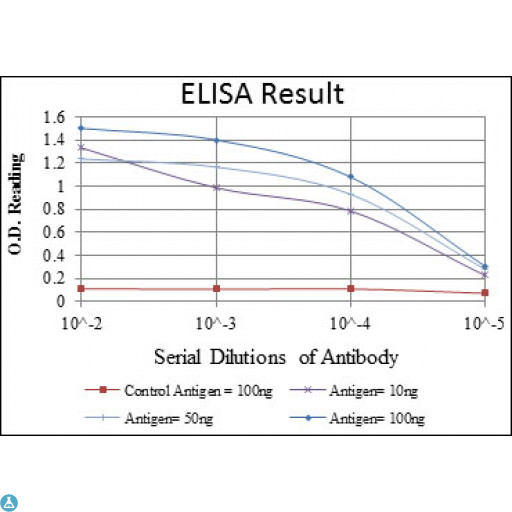 EIF4E Antibody - Western Blot (WB) analysis using eIF4E Monoclonal Antibody against HeLa (1), HEK293 (2) and K562 (3) cell lysate.