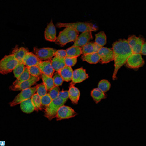 EIF4E Antibody - Immunofluorescence (IF) analysis of GC-7901 cells using eIF4E Monoclonal Antibody (green). Blue: DRAQ5 fluorescent DNA dye. Red: Actin filaments have been labeled with Alexa Fluor-555 phalloidin.