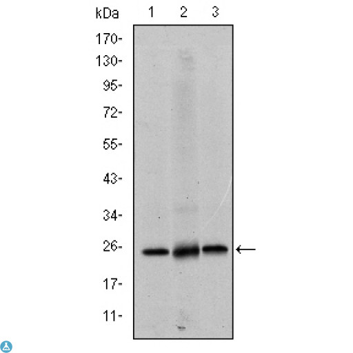 EIF4E Antibody - ELISA analysis of eIF4E antibody.