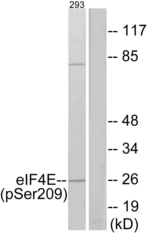 EIF4E Antibody - Western blot analysis of lysates from 293 cells treated with Anisomycin 25ug/ml 30', using eIF4E (Phospho-Ser209) Antibody. The lane on the right is blocked with the phospho peptide.