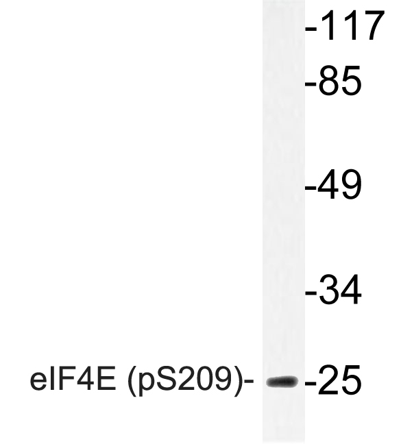 EIF4E Antibody - Western blot of p-eIF4E (S209) pAb in extracts from NIH/3T3 FBS cells.