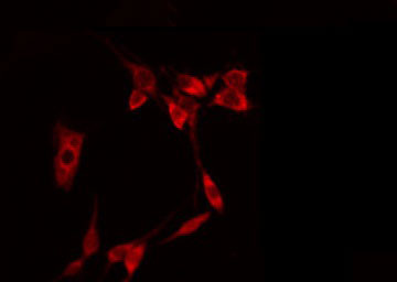 EIF4E Antibody - Staining NIH-3T3 cells by IF/ICC. The samples were fixed with PFA and permeabilized in 0.1% Triton X-100, then blocked in 10% serum for 45 min at 25°C. The primary antibody was diluted at 1:200 and incubated with the sample for 1 hour at 37°C. An Alexa Fluor 594 conjugated goat anti-rabbit IgG (H+L) Ab, diluted at 1/600, was used as the secondary antibody.