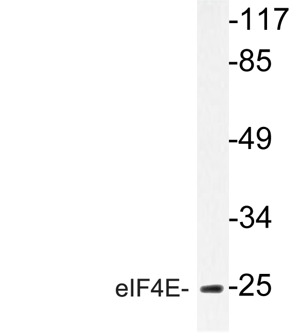 EIF4E Antibody - Western blot of eIF4E (T203) pAb in extracts from COLO205 cells.