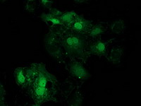 EIF4E2 / IF4e Antibody - Anti-EIF4E2 mouse monoclonal antibody immunofluorescent staining of COS7 cells transiently transfected by pCMV6-ENTRY EIF4E2.