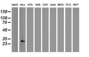 EIF4E2 / IF4e Antibody - Western blot of extracts (35ug) from 9 different cell lines by using anti-EIF4E2 monoclonal antibody (HepG2: human; HeLa: human; SVT2: mouse; A549: human; COS7: monkey; Jurkat: human; MDCK: canine; PC12: rat; MCF7: human).