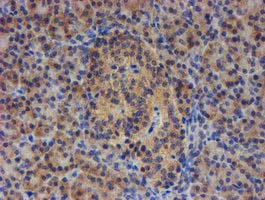 EIF4E2 / IF4e Antibody - IHC of paraffin-embedded Human pancreas tissue using anti-EIF4E2 mouse monoclonal antibody.