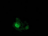 EIF4E2 / IF4e Antibody - Anti-EIF4E2 mouse monoclonal antibody immunofluorescent staining of COS7 cells transiently transfected by pCMV6-ENTRY EIF4E2.