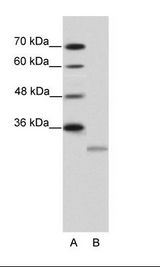 EIF4E2 / IF4e Antibody - A: Marker, B: HepG2 Cell Lysate.  This image was taken for the unconjugated form of this product. Other forms have not been tested.