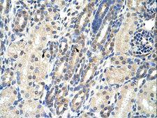 EIF4E2 / IF4e Antibody - EIF4E2 antibody ARP40555_T100-NP_004837-EIF4E2 (eukaryotic translation initiation factor 4E family member 2) Antibody was used in IHC to stain formalin-fixed, paraffin-embedded human kidney.  This image was taken for the unconjugated form of this product. Other forms have not been tested.
