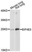 EIF4E3 Antibody - Western blot analysis of extracts of various cell lines, using EIF4E3 antibody at 1:3000 dilution. The secondary antibody used was an HRP Goat Anti-Rabbit IgG (H+L) at 1:10000 dilution. Lysates were loaded 25ug per lane and 3% nonfat dry milk in TBST was used for blocking. An ECL Kit was used for detection and the exposure time was 30s.