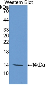 EIF4EBP1 / 4EBP1 Antibody