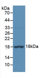 EIF4EBP1 / 4EBP1 Antibody