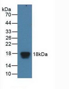 EIF4EBP1 / 4EBP1 Antibody - Western Blot; Sample: Recombinant EIF4EBP1, Human.