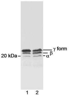 EIF4EBP1 / 4EBP1 Antibody - Detection of 4EBP1 by Western Blot. Samples: Whole cell lysate (100 ug) from RINm5F insulinoma exposed to high or low concentration of leucine. Antibody: Affinity purified rabbit anti-4EBP1 used at 0.25 ug/ml. Detection: Chemiluminescence.