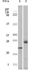 EIF4EBP1 / 4EBP1 Antibody - 4EBP1 Antibody in Western Blot (WB)