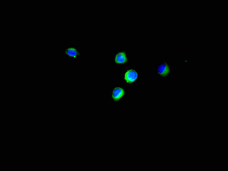 EIF4EBP1 / 4EBP1 Antibody - Immunofluorescent analysis of Hela cells using EIF4EBP1 Antibody at a dilution of 1:100 and Alexa Fluor 488-congugated AffiniPure Goat Anti-Rabbit IgG(H+L)