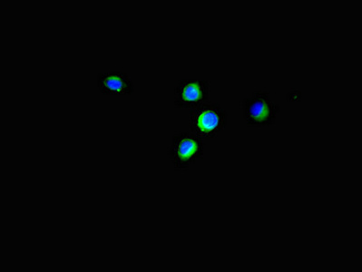 EIF4EBP1 / 4EBP1 Antibody - Immunofluorescent analysis of Hela cells using EIF4EBP1 Antibody at dilution of 1:100 and Alexa Fluor 488-congugated AffiniPure Goat Anti-Rabbit IgG(H+L)