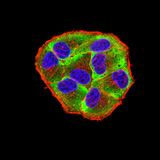 EIF4EBP1 / 4EBP1 Antibody - Immunofluorescence analysis of Hela cells using Phospho-4E-BP1 (Ser65) mouse mAb (green). Blue: DRAQ5 fluorescent DNA dye. Red: Actin filaments have been labeled with Alexa Fluor- 555 phalloidin. Secondary antibody from Fisher