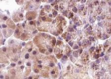 EIF4EBP1 / 4EBP1 Antibody - 1:100 staining human pancreas tissue by IHC-P. The tissue was formaldehyde fixed and a heat mediated antigen retrieval step in citrate buffer was performed. The tissue was then blocked and incubated with the antibody for 1.5 hours at 22°C. An HRP conjugated goat anti-rabbit antibody was used as the secondary.