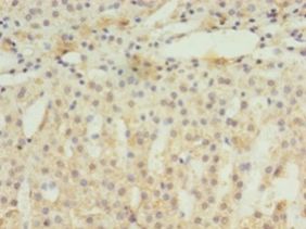 EIF4EBP3 Antibody - Immunohistochemistry of paraffin-embedded human adrenal gland using antibody at 1:100 dilution.  This image was taken for the unconjugated form of this product. Other forms have not been tested.
